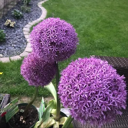 Wia Dahoam 아파트 푈스